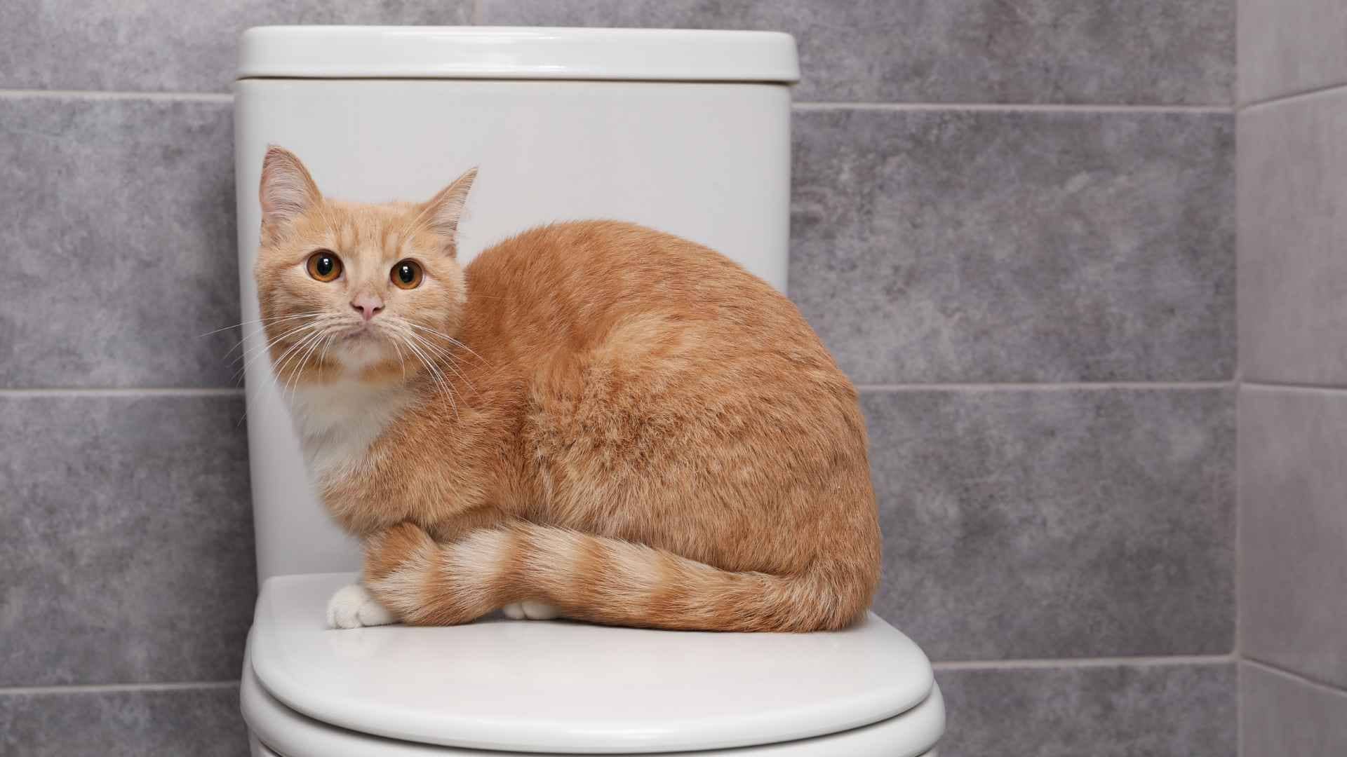 Sangre en la orina de los gatos